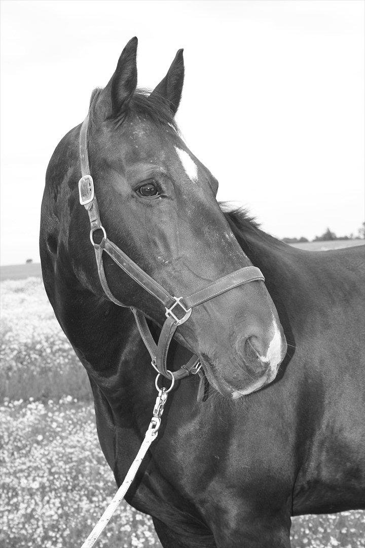 Oldenborg Emma (Dot) Hestbækgård - If god made something more gorgeous,
he had kept it for himself <3
Foto: mig :3 billede 17