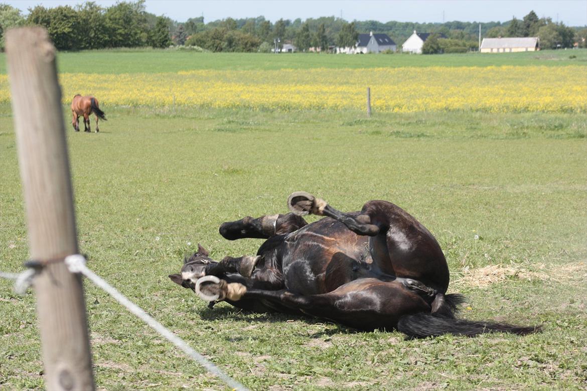 Oldenborg Emma (Dot) Hestbækgård - Min egen lille ''rullepølse'' :D tjek hendes hovede 
Foto: mig :3 billede 18