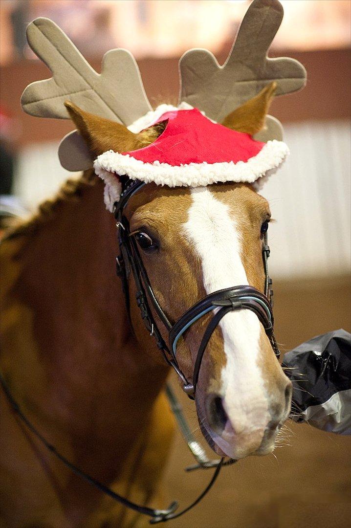 Anden særlig race Cavaliére Cadeau - (Calle) - Her har vi æ' julehyp! :-P

Foto: Preben billede 1
