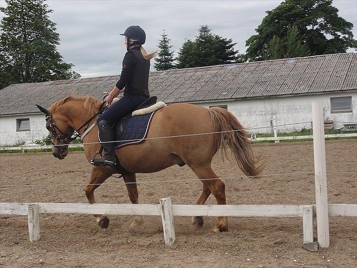 Anden særlig race Cavaliére Cadeau - (Calle) - Opvarming inden spring :-)

Foto: Christina grøndal billede 2