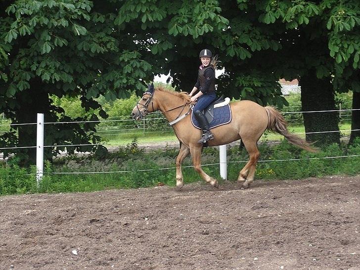 Anden særlig race Cavaliére Cadeau - (Calle) - Galop på springbanen :-)

Foto: Christina Grøndal billede 3