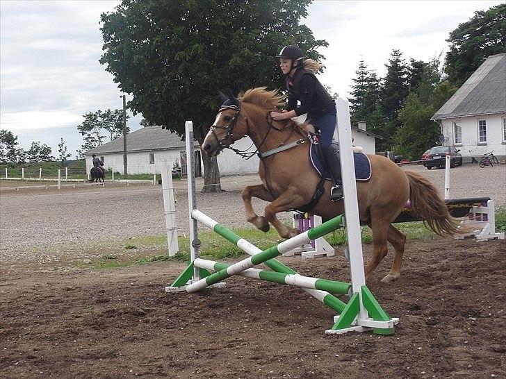 Anden særlig race Cavaliére Cadeau - (Calle) - Springtime :-)

Foto: Christina Grøndal billede 4