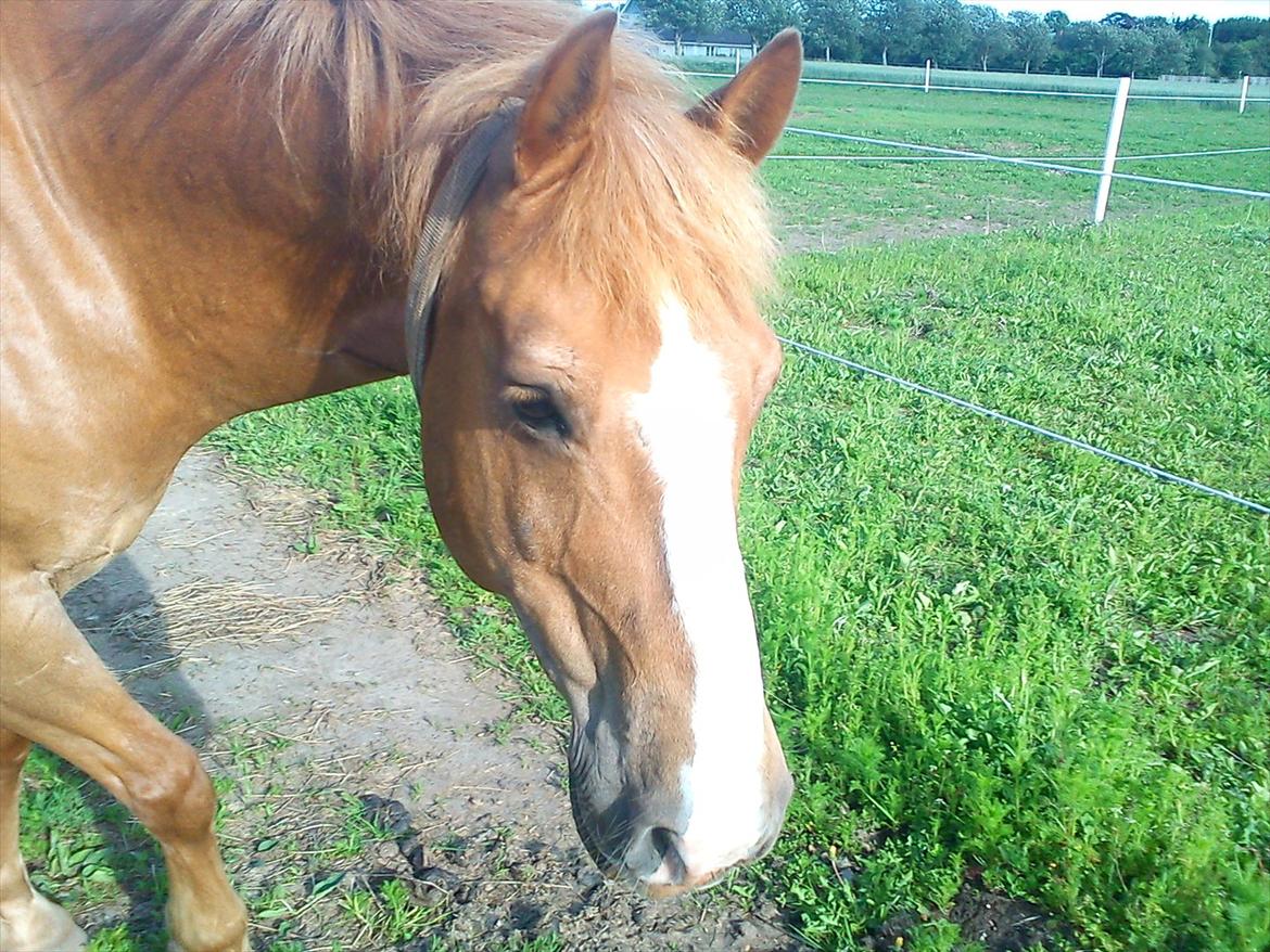 Anden særlig race Cavaliére Cadeau - (Calle) - Calle på fold :-) billede 6