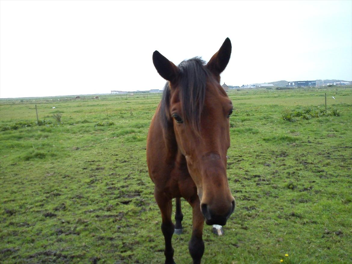 Traver Flying Corona (Fly) - Fly på folden billede 7