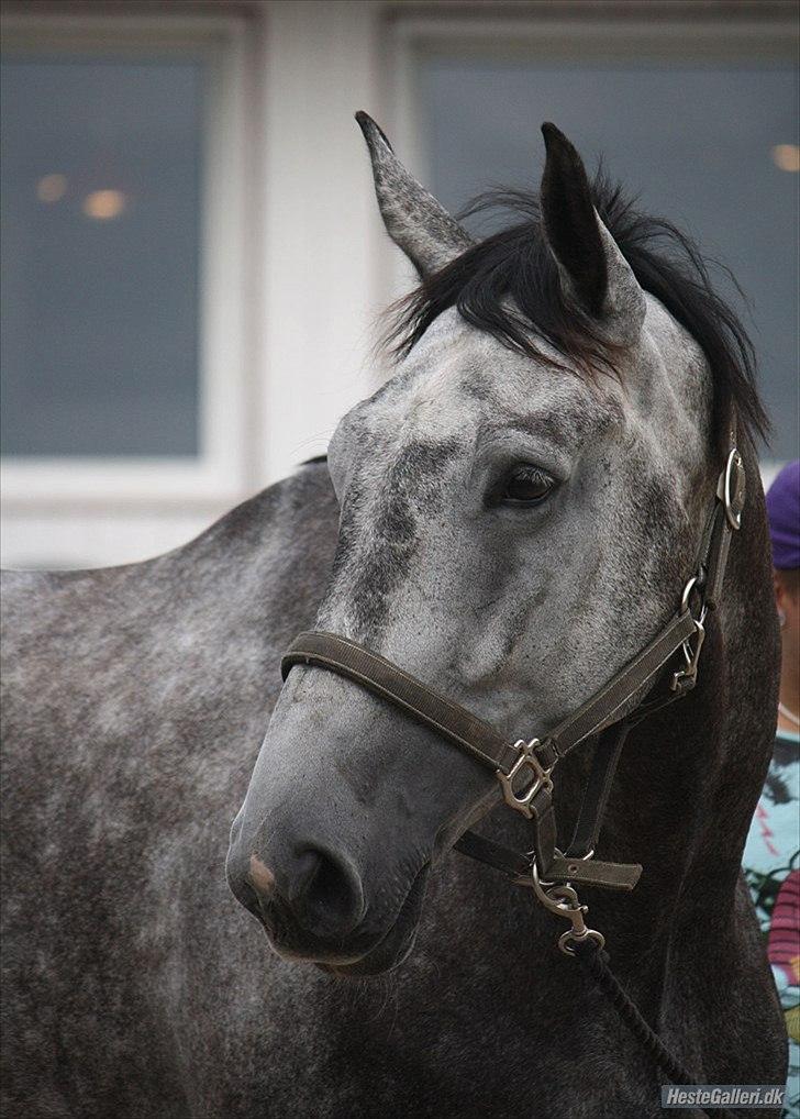 Holstener Magic Ghost  - Nibe 2011. Billedet er taget af 
* Lisa J :D Lady'mit'alt<3:- D •ASRK•'<3 . billede 1