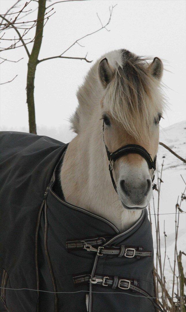 Fjordhest Feline Munkehøjgård billede 20
