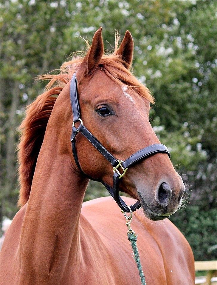 Dansk Varmblod - Tsarina Romanov - Foto: Anne F billede 1