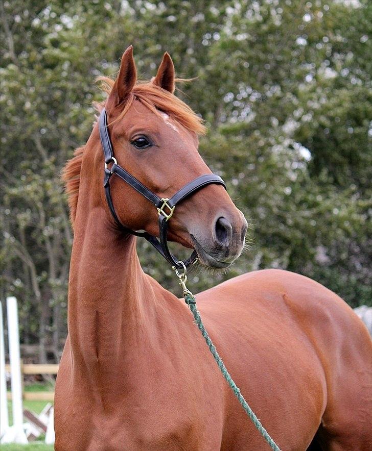 Dansk Varmblod - Tsarina Romanov - Foto: Anne F billede 2