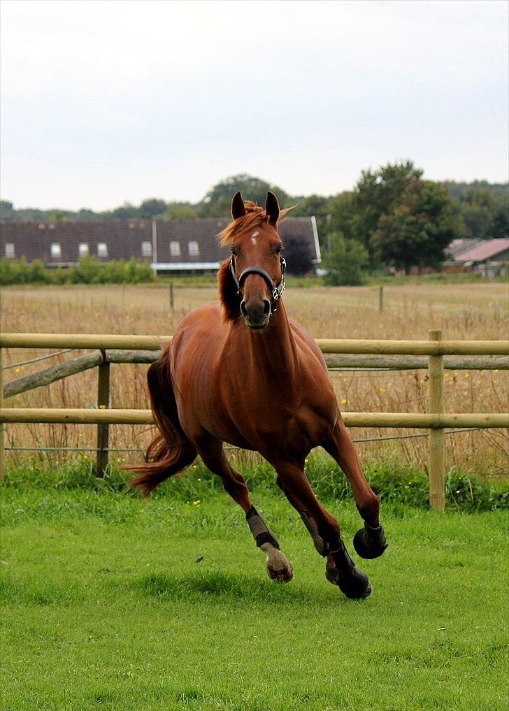 Dansk Varmblod - Tsarina Romanov - Foto: Anne F billede 3