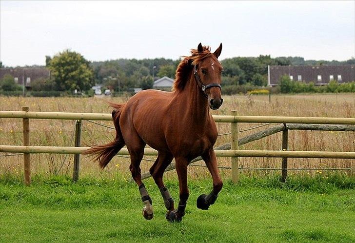 Dansk Varmblod - Tsarina Romanov - Foto: Anne F billede 4