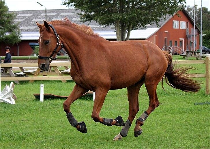 Dansk Varmblod - Tsarina Romanov - Foto: Anne F billede 5