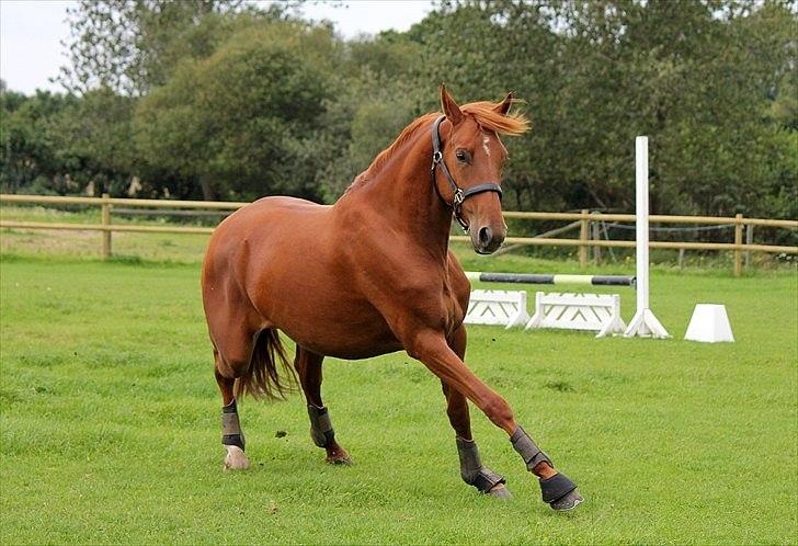 Dansk Varmblod - Tsarina Romanov - Foto: Anne F billede 6