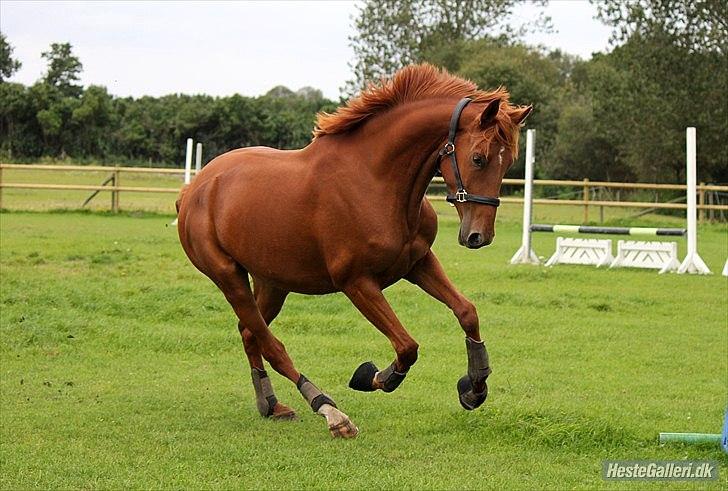 Dansk Varmblod - Tsarina Romanov - Foto: Anne F billede 7