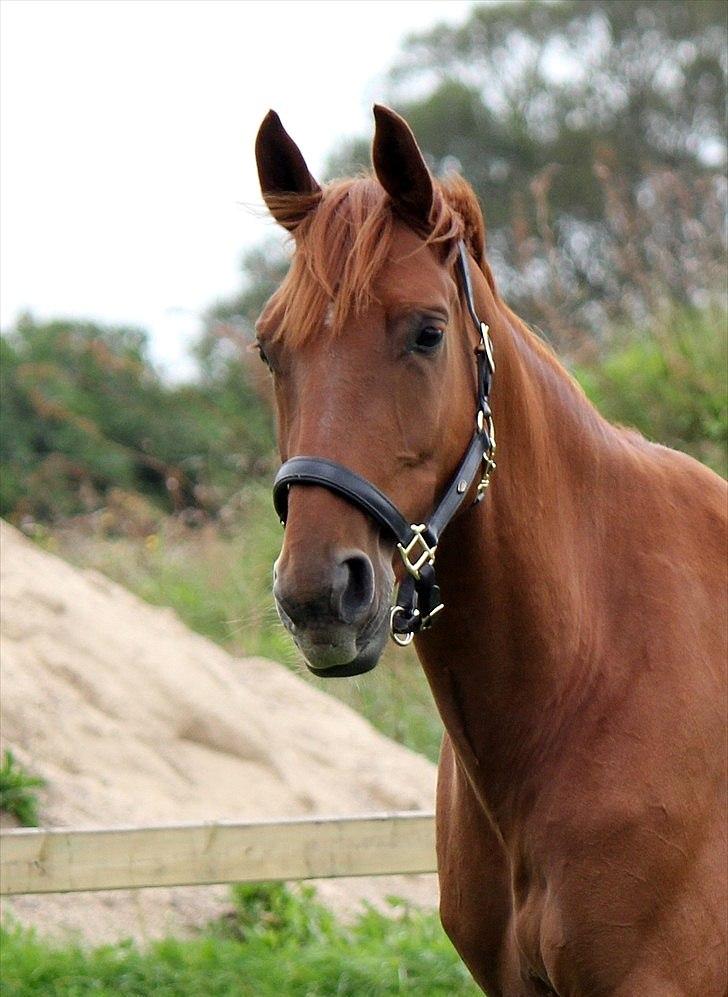 Dansk Varmblod - Tsarina Romanov - Foto: Anne F billede 8