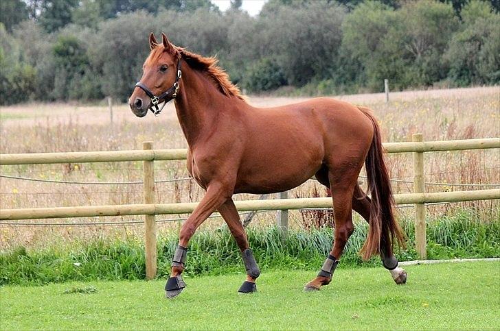 Dansk Varmblod - Tsarina Romanov - Foto: Anne F billede 9