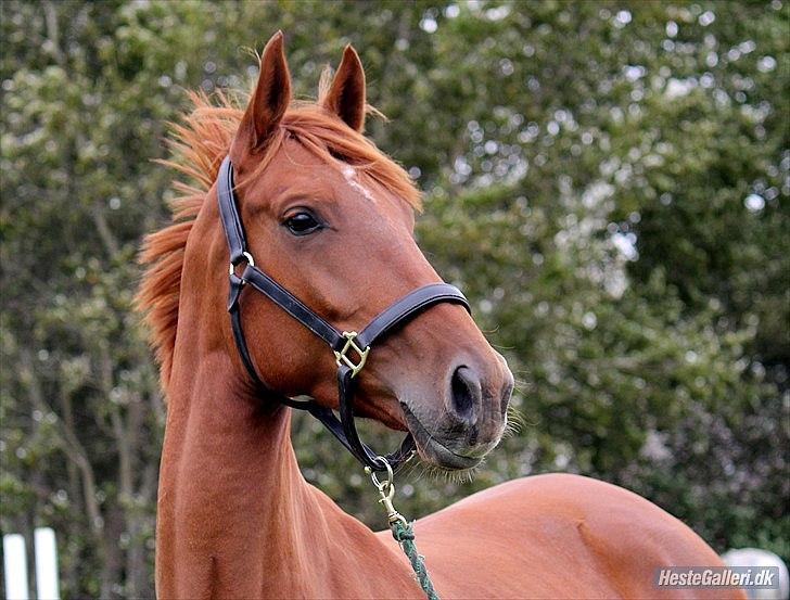 Dansk Varmblod - Tsarina Romanov - Foto: Anne F billede 10