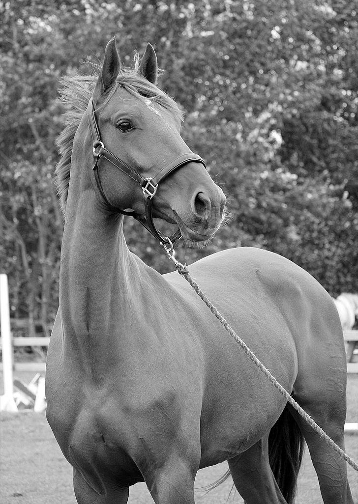 Dansk Varmblod - Tsarina Romanov - Foto: Anne F billede 11