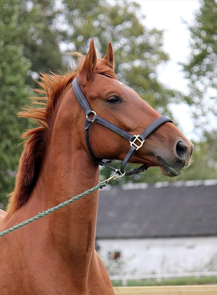 Dansk Varmblod - Tsarina Romanov - Foto: Anne F billede 12