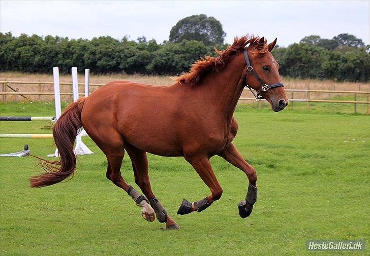 Dansk Varmblod - Tsarina Romanov - Foto: Anne F billede 13