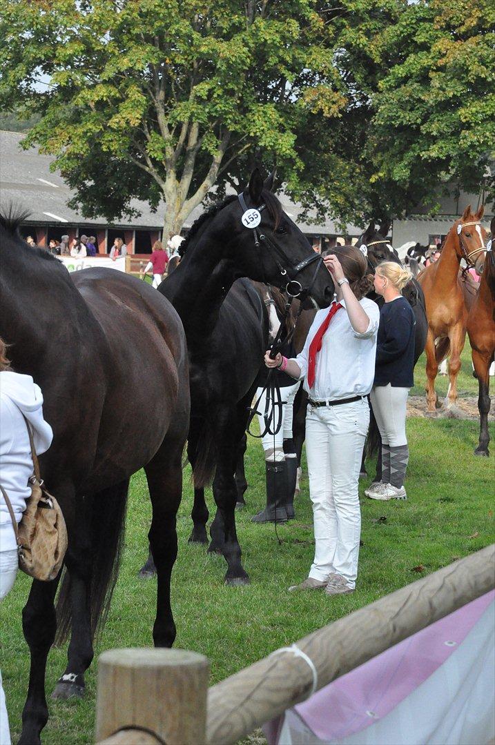 Oldenborg Scirocco Noir. - 19) St. hestedag 11. 2 år & 4 måneder. billede 19
