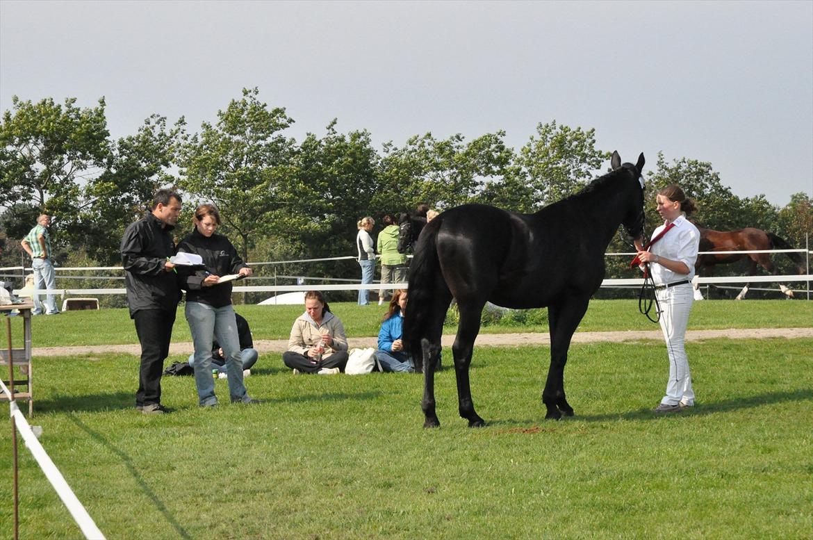 Oldenborg Scirocco Noir. - St. hestedag 2011.  billede 20