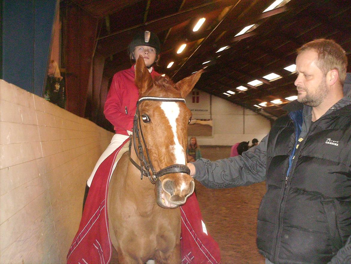 Anden særlig race Bulsara R.I.P billede 15