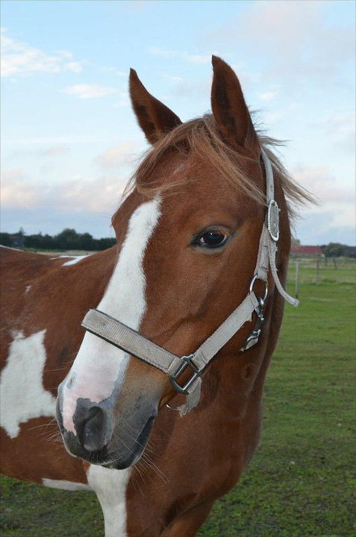 Anden særlig race Donna-ok<33 billede 2