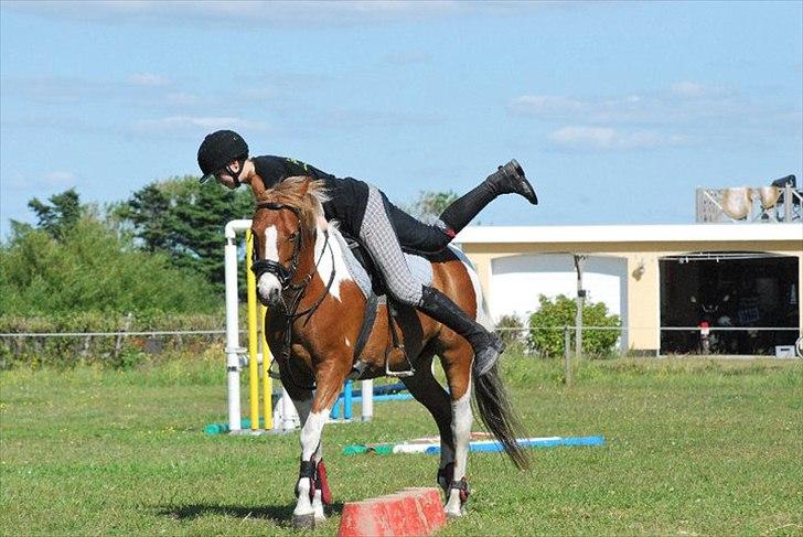 Anden særlig race Donna-ok<33 billede 5