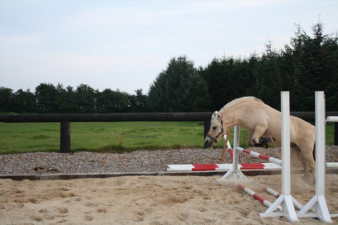 Fjordhest Iben tyler billede 1
