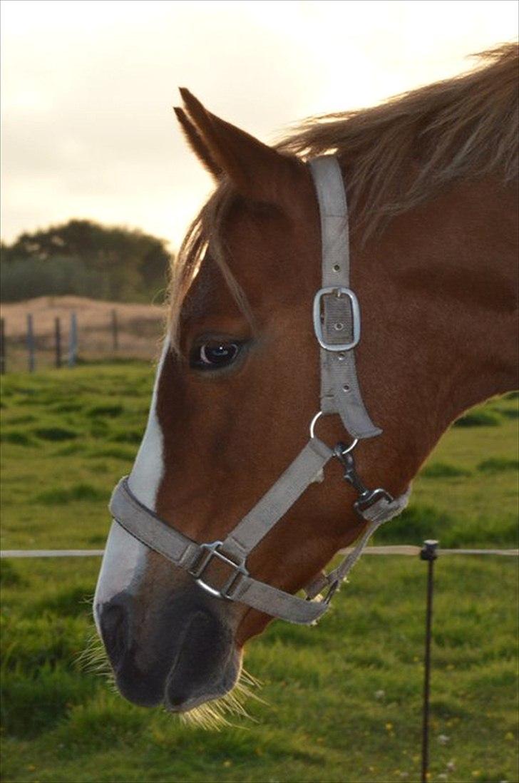 Anden særlig race Donna-ok<33 billede 6