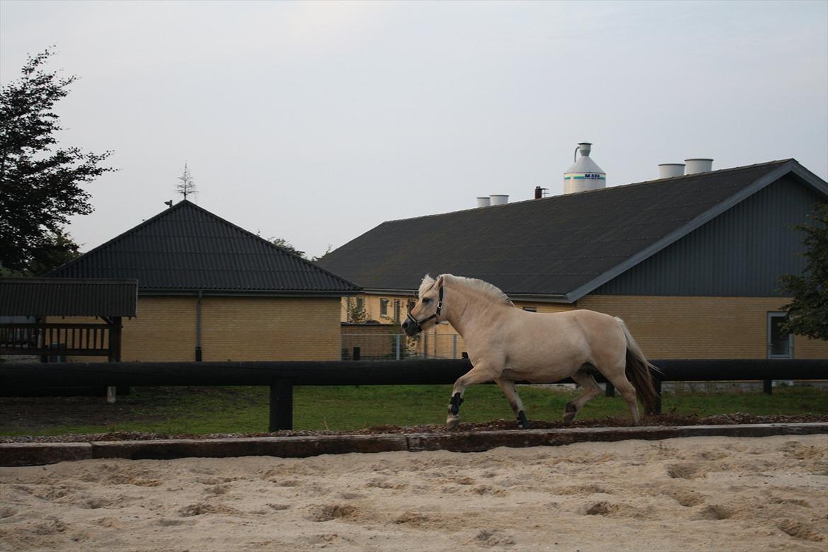 Fjordhest Iben tyler billede 20
