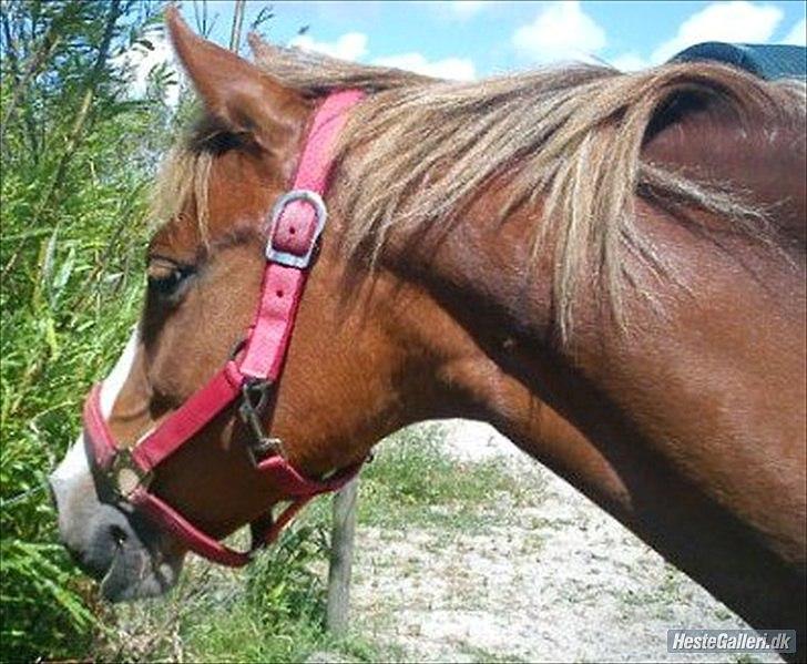 Anden særlig race Donna-ok<33 billede 7