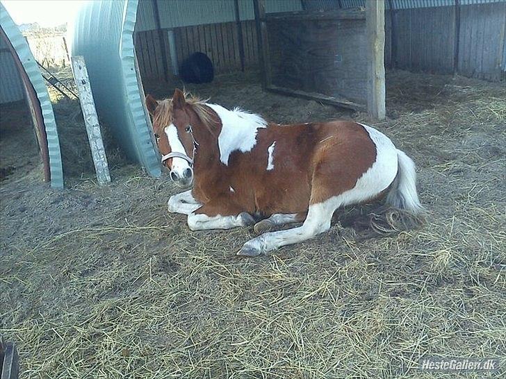 Anden særlig race Donna-ok<33 billede 4