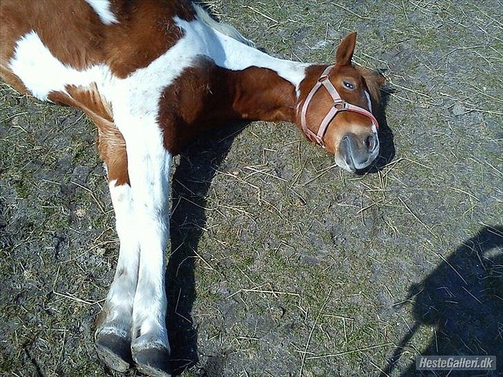 Anden særlig race Donna-ok<33 billede 8