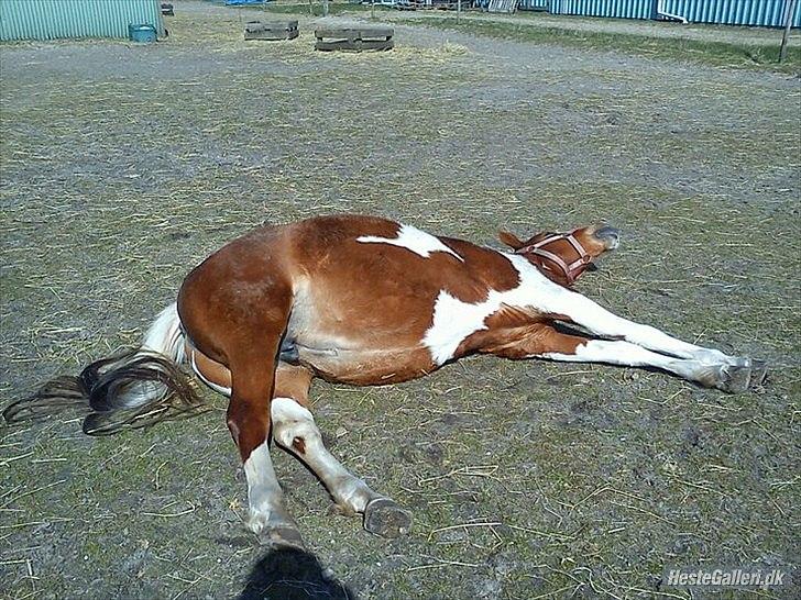 Anden særlig race Donna-ok<33 billede 9