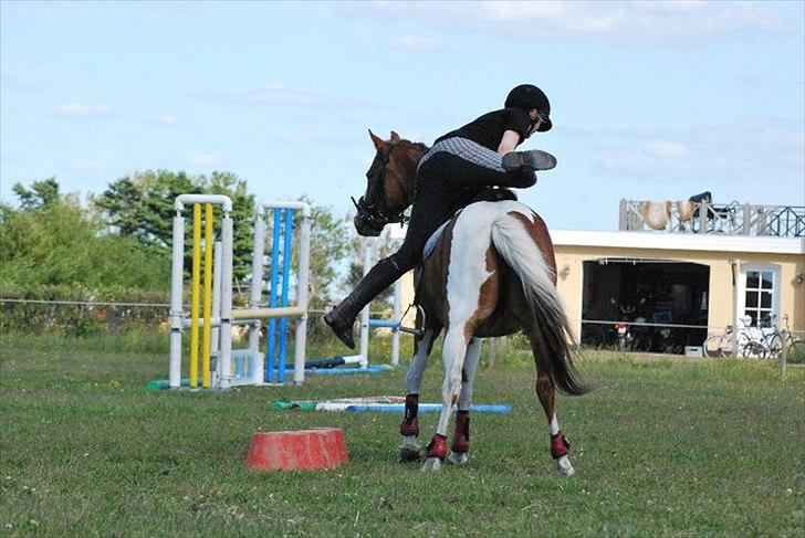 Anden særlig race Donna-ok<33 billede 10