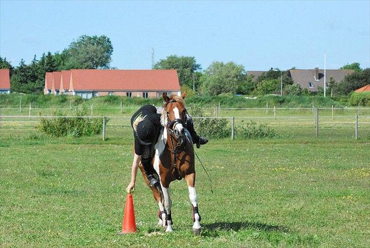 Anden særlig race Donna-ok<33 billede 12