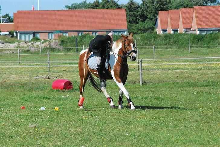 Anden særlig race Donna-ok<33 billede 1