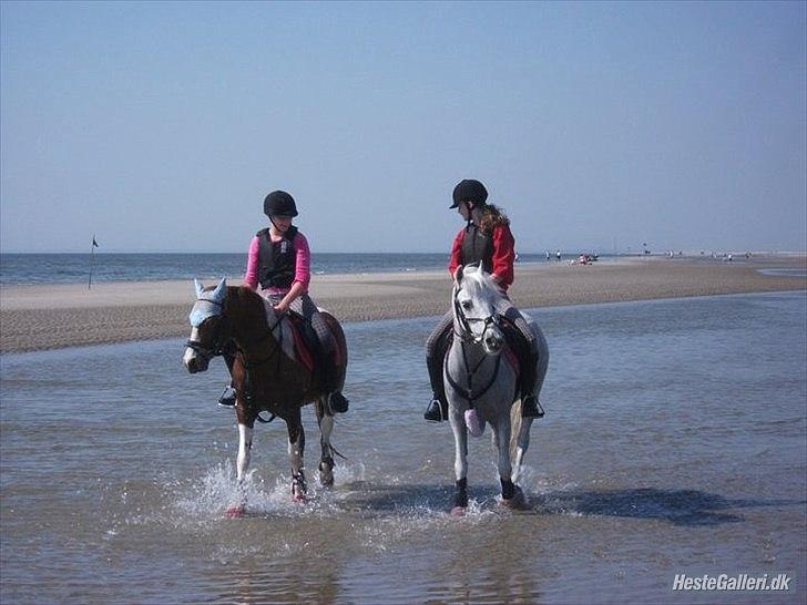 Anden særlig race Donna-ok<33 billede 13