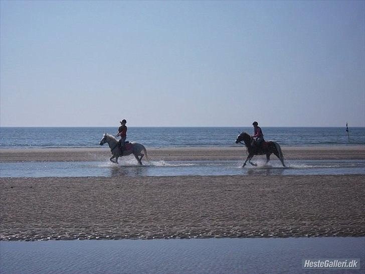 Anden særlig race Donna-ok<33 billede 14