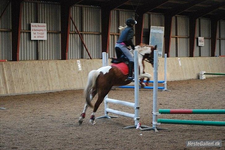 Anden særlig race Donna-ok<33 billede 15