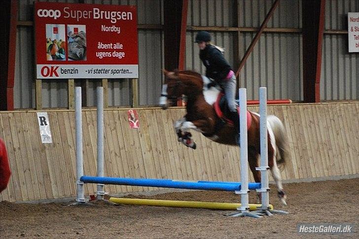 Anden særlig race Donna-ok<33 billede 3