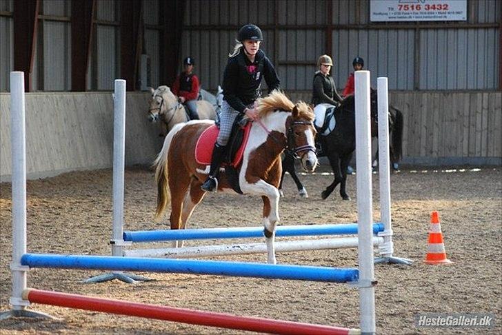 Anden særlig race Donna-ok<33 billede 16