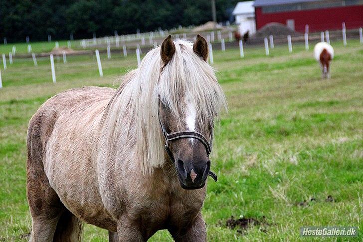 Anden særlig race cæcar - cæcar på sommergræs. billede taget af Sissel. billede 1