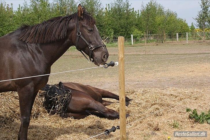 Fuldblod (XX) Matcho R.I.P du elsket og savnet - den skønneste hest på jorden <3 billede 3