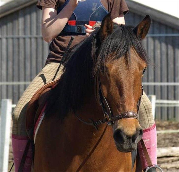 Anden særlig race » Akacie »Elsker dig <3 - Min Akacie, min Engel, min alting. 
Sådan var det for 1 år siden, jeg savner dig urtrolig meget min skat! nu er der gået 1 HELT år uden jeg har set dig.. Jeg savner dig! <3 :'-( billede 1