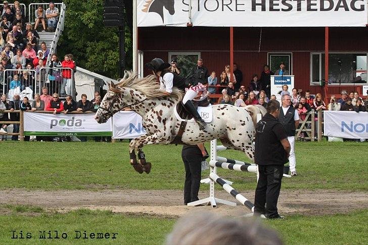 Knabstrupper Lá Feve´s Fion billede 17