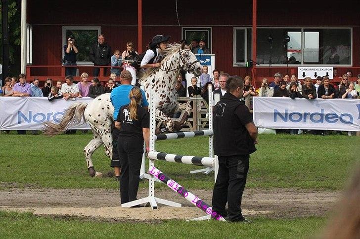 Knabstrupper Lá Feve´s Fion billede 18