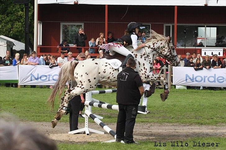 Knabstrupper Lá Feve´s Fion billede 19