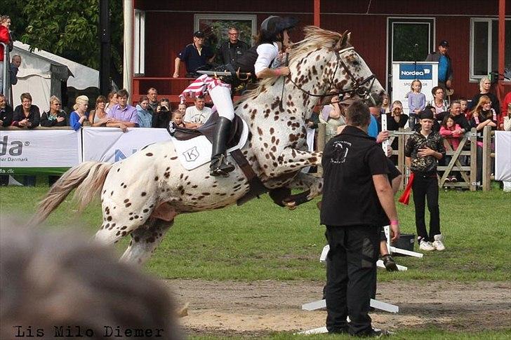 Knabstrupper Lá Feve´s Fion billede 20